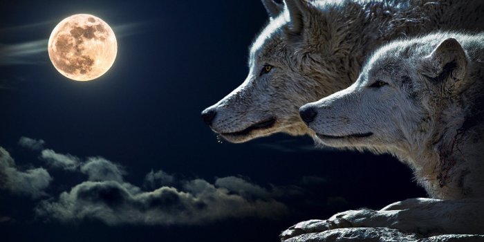1920x1080 4546304 #wolf, #Moon wallpaper | General wallpapers and backgrounds