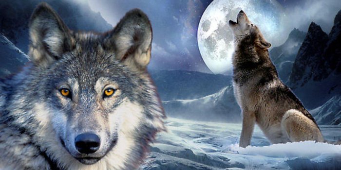 1920x1080 Wolf Howling At The Moon Wallpapers