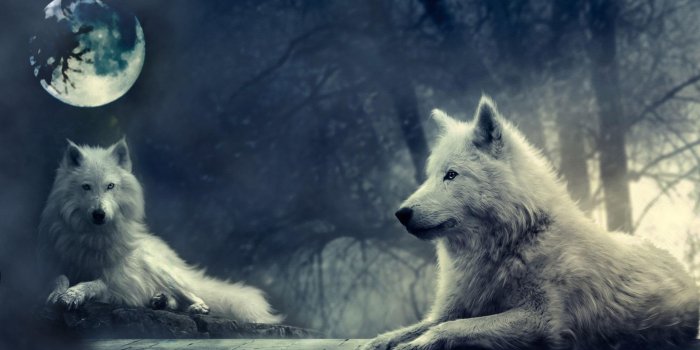 1920x1080 Wolf Moon Wallpapers - Top Free Wolf Moon Backgrounds - WallpaperAccess