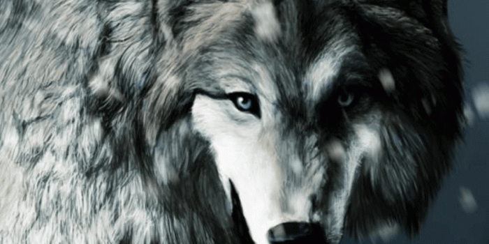 1080x1920 Wolf Wallpaper For IPhone | (High Quality HD, DSC100800640.png)