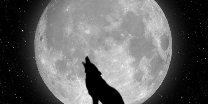 1600x1200 Black Wolf Moon #6976630