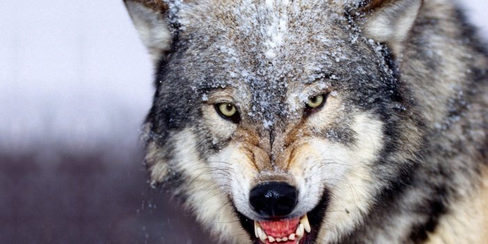 1920x1080 Wolves Wallpaper And Backgrounds on WallpaperGet.com