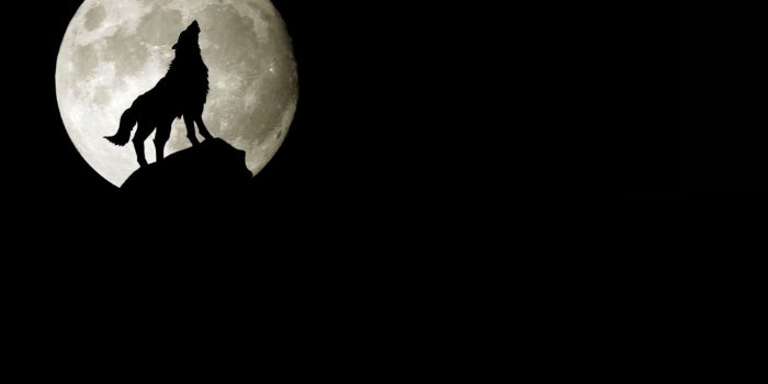 1920x1200 Wolf And Moon - Moon Wallpaper