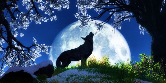 1280x800 Animated Animal Wolf Moon Wallpaper Desktop #2 #212 Wallpaper