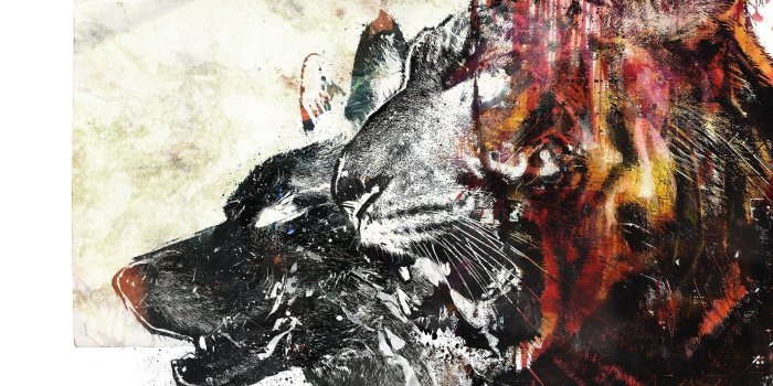 1920x1080 Full HD 1080p Wolf Wallpapers HD, Desktop Backgrounds 1920x1080