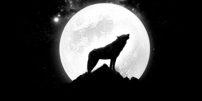 1228x698 Miscellaneous Digital Art Wolf Wolf And Ful Moom Wallpaper