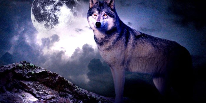 1280x960 10 Latest Wolf And Moon Wallpaper FULL HD 1080p For PC Desktop 2019