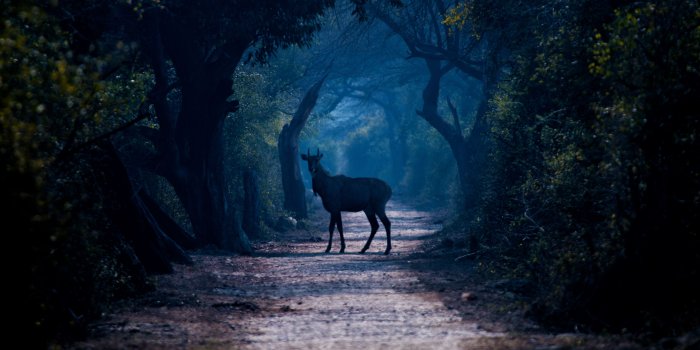 5232x3528 Deer 5k Retina Ultra HD Wallpaper | Background Image | 5232x3528