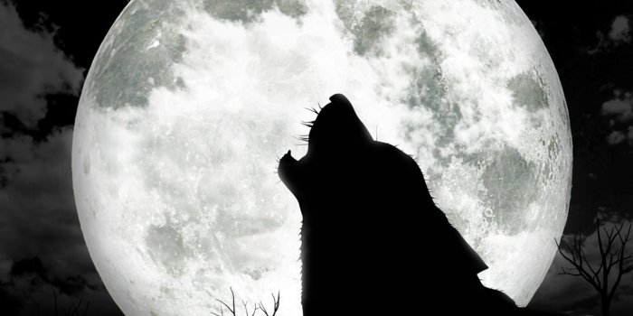 1440x900 Wolf moon wallpaper Gallery