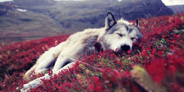 1920x1200 Best Wolf wallpaper ID:117975 for High Resolution hd 1920x1200 computer