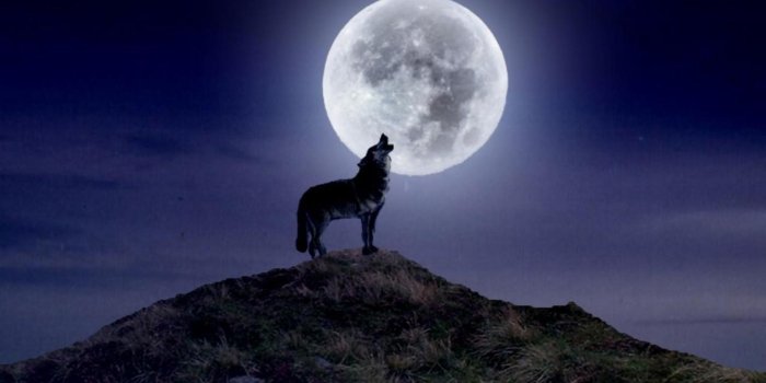 1920x1080 Wolf And Moon Wallpaper - (56+ images)