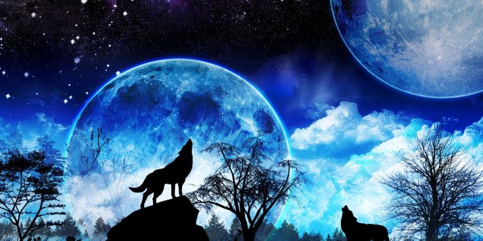 1920x1200 71+ Wolves Howling Wallpapers on WallpaperPlay