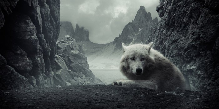 2560x1600 Badass Wolf Wallpaper (87+ images in Collection) Page 1