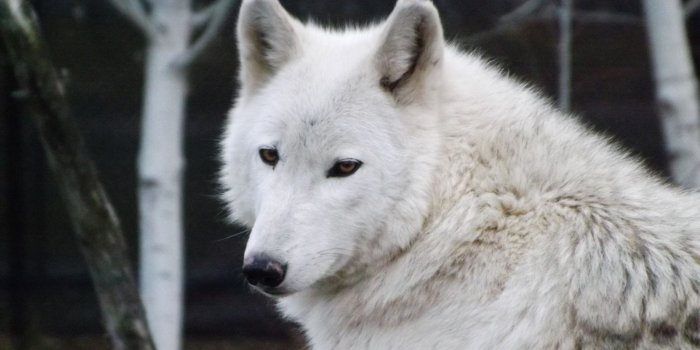 2048x1536 Free Wolf Wallpaper Images