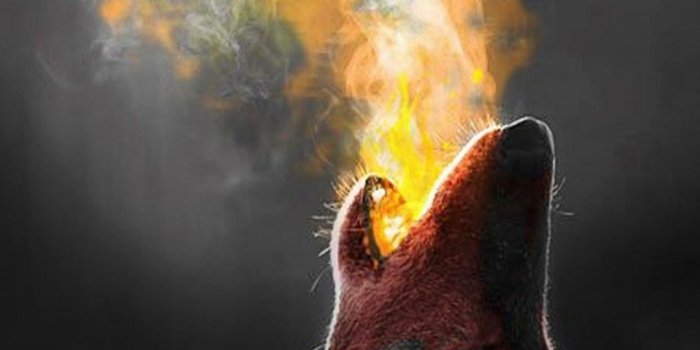 1080x1920 Cool Wolves Backgrounds Wallpaper Free Hd Wallpapers (8) - Modern