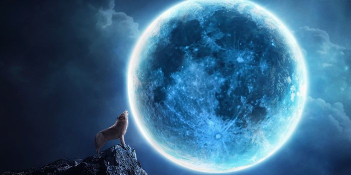 1280x800 Photo wolf Moon Animals