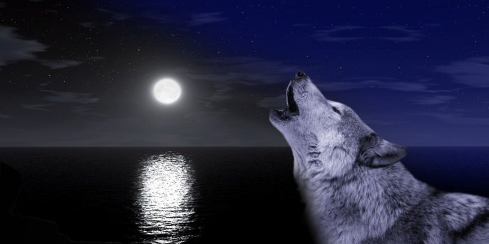 1280x720 Lone Wolf Wallpaper - Wallpapers Browse