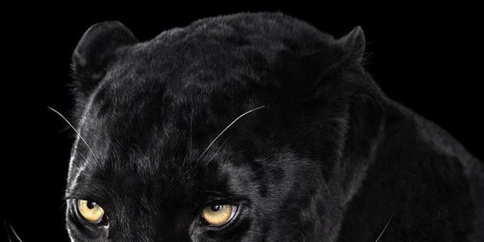 809x1440 Angry Black Panther Animal Wallpapers - Top Free Angry Black Panther
