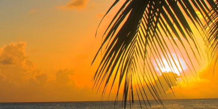 938x1668 Download wallpaper 938x1668 ocean, sunset, palm, beach, barbados