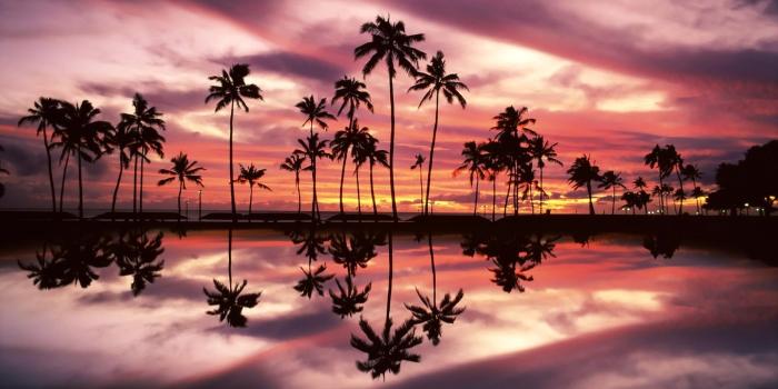 1920x1200 Beautiful Sunset Sky Behind The Palm Trees By The Ocean - Ocean And