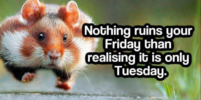 1280x800 Happy & Funny Tuesday Quotes With Images, Pictures | Happy Tuesday