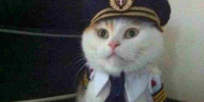 952x1264 cat grumpy wallpaper background. crying cat meme 08. tuesday morning