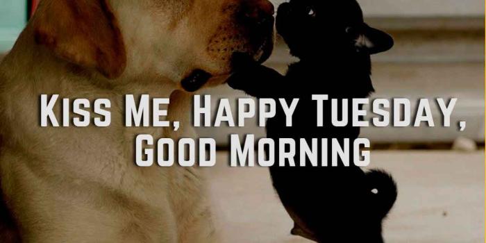 1280x800 Happy & Funny Tuesday Quotes With Images, Pictures | Happy Tuesday