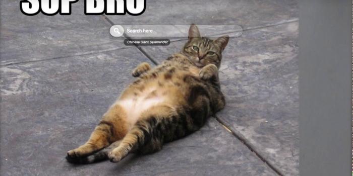 1280x720 Funny Cat Wallpapers, Themes & Backgrounds HD