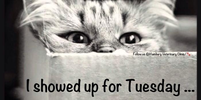 1536x1747 50+ Amazing Tuesday Morning Funny: Quotes, Images & Memes