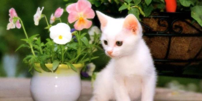 1024x768 New Cats Wallpapers Download 79 Cute Cat Pics & HD Images Free