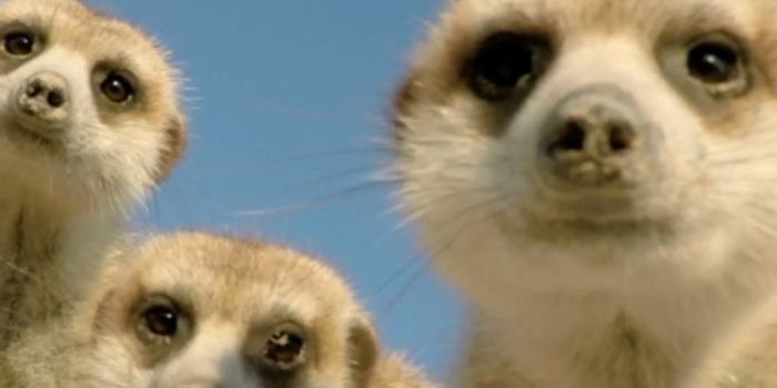 1080x1920 Funny live wallpaper for your iPhone XS from Everpix Live #wallpaper