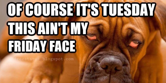 1280x800 Happy & Funny Tuesday Quotes With Images, Pictures | Happy Tuesday