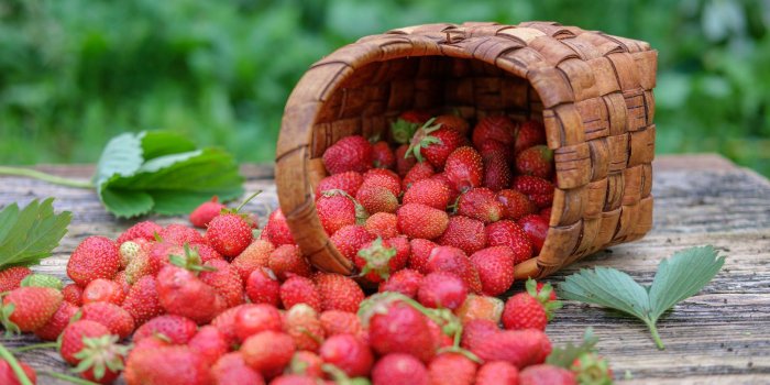 2048x1365 5095544 Berry, Summer, Fruit, Strawberry, Basket, Flower, Still Life