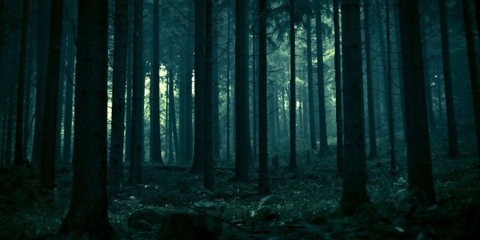 1920x1080 Dark Forest Wallpapers