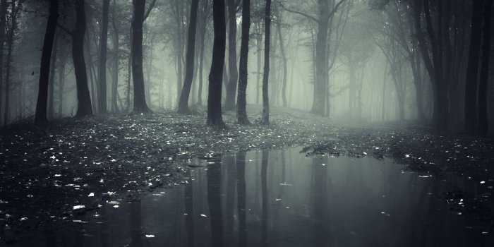 1920x1200 Dark Forest HD Wallpaper (61+ images)
