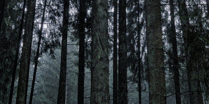 1440x2560 Dark Forest Wallpaper - iPhone, Android & Desktop Backgrounds