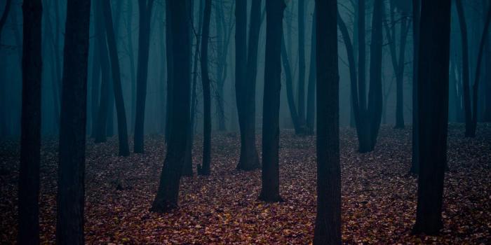 1920x1200 Dark Forest Wallpapers