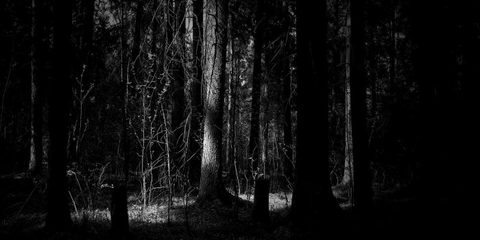 1920x1200 Dark Forest Wallpapers