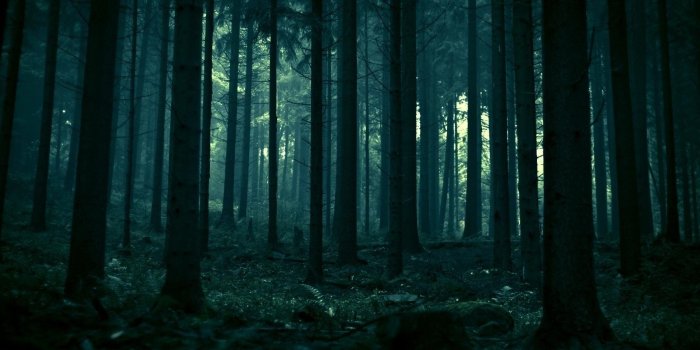 1920x1080 Dark Forest Wallpaper High Quality • dodskypict