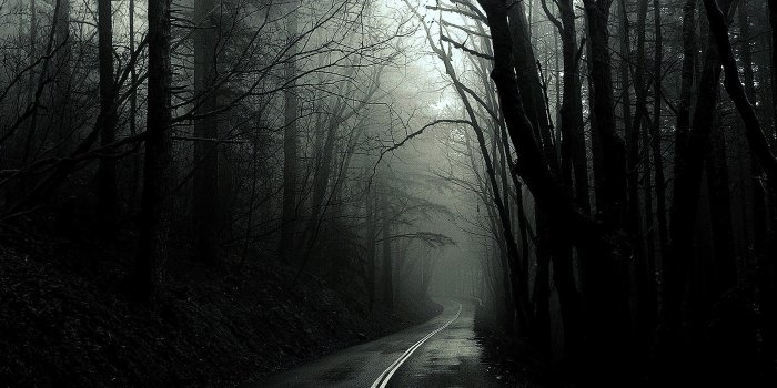 1920x1200 Dark Forest Path HD Wallpaper, Background Images