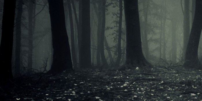 1080x1920 Dark Forest HD Wallpaper For Your Huawei Honor 8 Smartphone