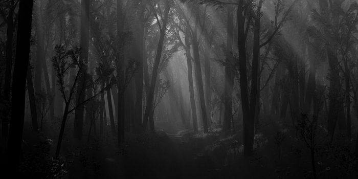 1920x1200 Dark Forest wallpaper | 1920x1200 | #70400