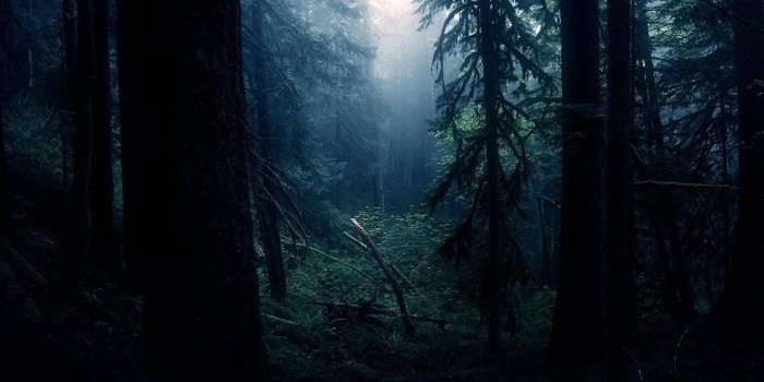 1920x1080 Dark Forest Image – download on the digitalimagemakerworld.com