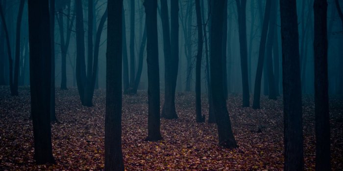 1920x1200 Dark Forest Wallpapers - Top Free Dark Forest Backgrounds