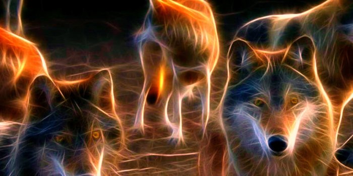 2560x1600 66+ Fire Wolf Wallpapers on WallpaperPlay