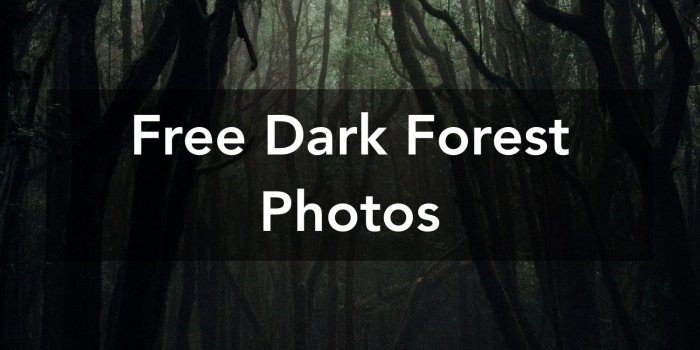 1500x1000 1000+ Beautiful Dark Forest Photos · Pexels · Free Stock Photos