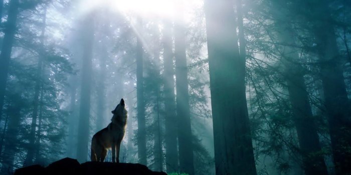 1600x1000 Dark Forest Wallpapers - Top Free Dark Forest Backgrounds