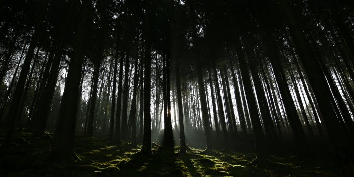 3840x2160 4K Papers - Dark Forest wallpaper