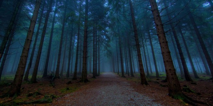 1920x1080 Dark Forest Wallpapers