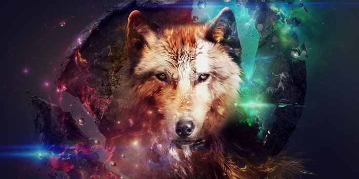 1920x1080 Wolf Wallpapers (80+ pictures)